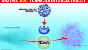Científicos de la Universidad de Monash en Australia han descubierto 'Huc', un catalizador biológico que puede convertir el hidrógeno en corriente eléctrica.