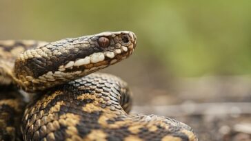 Nick Milton, quien ha escrito un libro sobre víboras, dijo que solo quedan 260 sitios con serpientes en el Reino Unido.