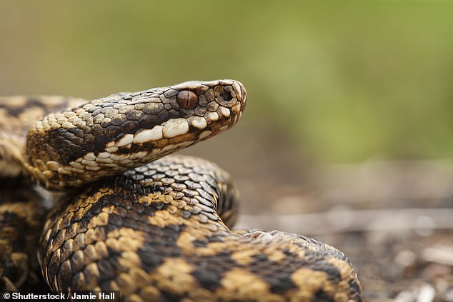 Nick Milton, quien ha escrito un libro sobre víboras, dijo que solo quedan 260 sitios con serpientes en el Reino Unido.