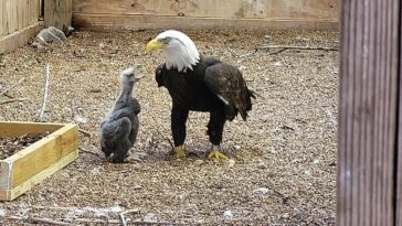 Murphy, un águila calva anciana que se volvió viral por incubar por error una roca en lugar de un huevo durante semanas, recibió un aguilucho la semana pasada por parte del personal del World Bird Sanctuary de Missouri.