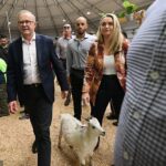 Anthony Albanese disfrutó de un tiempo de inactividad con cachorros y animales de granja durante su visita al Royal Easter Show junto a su pareja Jodie Haydon el Viernes Santo.