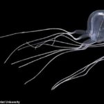 Puede parecer pequeño, pero esta nueva especie tiene dardos venenosos escondidos en sus tentáculos.  Los científicos descubrieron esta nueva medusa de caja en un estanque en Hong Kong