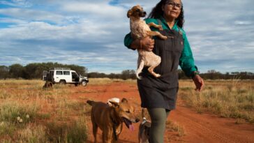 Cuidando a los perros medio salvajes de la comunidad aborigen de Yuendumu