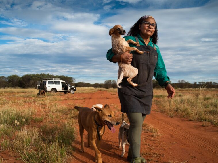 Cuidando a los perros medio salvajes de la comunidad aborigen de Yuendumu