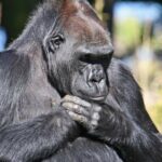 El gorila más viejo del mundo celebra su cumpleaños en el zoológico de Berlín