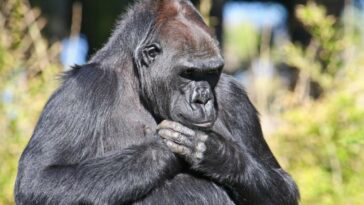 El gorila más viejo del mundo celebra su cumpleaños en el zoológico de Berlín