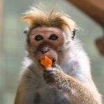 El negocio de los monos: Sri Lanka considera vender macacos a China