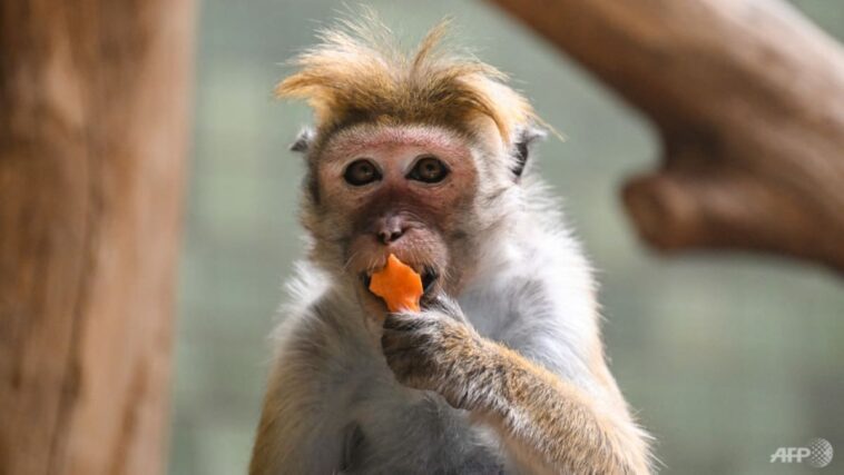 El negocio de los monos: Sri Lanka considera vender macacos a China