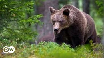 Italia: El oso de Trentino se salvó de la orden de sacrificio, por ahora