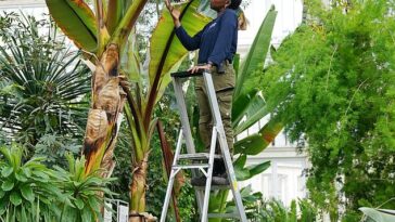 Una de las dos plantas de enset, o 'plátano falso', en Kew Gardens en Londres ha florecido por primera vez. En la imagen: Enset atendido por la aprendiz de Kew Florence Akanbi-Guei