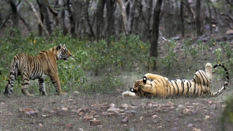 La población de tigres de la India supera los 3.000