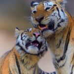La población de tigres de la India vuelve a superar los 3.000