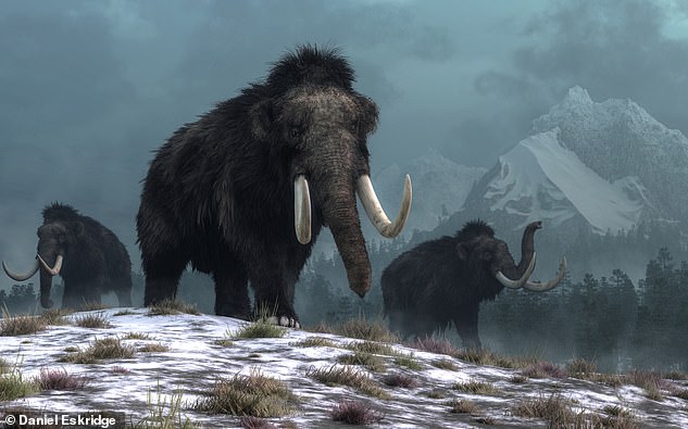 Los mamuts lanudos eran animales parecidos a elefantes que evolucionaron en la península ártica de Eurasia hace unos 600.000 años.  Los últimos mamuts se extinguieron hace unos 4.000 años, después de la construcción de las pirámides de Giza, Egipto.