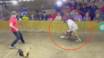 En el video, el gallo se vuelve de inmediato contra su dueño al inicio de la pelea.