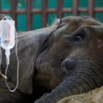 Muere elefante en zoológico de Pakistán, reaviva preocupación por trato animal