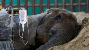 Muere elefante en zoológico de Pakistán, reaviva preocupación por trato animal