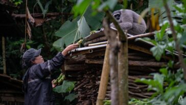 Mujer con discapacidad visual lucha para salvar gibones en peligro de extinción en una remota aldea de Indonesia