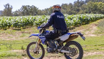 Los policías atravesaron los campos en motos todoterreno para inspeccionar la enorme plantación, que estimaron tiene un valor especial de 28 millones de dólares.