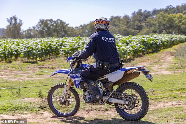 Los policías atravesaron los campos en motos todoterreno para inspeccionar la enorme plantación, que estimaron tiene un valor especial de 28 millones de dólares.