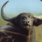 An unrelated photo of a buffalo.
