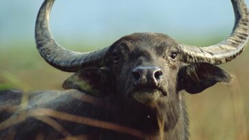 An unrelated photo of a buffalo.