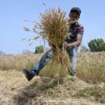 Senegal cosecha el primer trigo local experimental |  The Guardian Nigeria Noticias