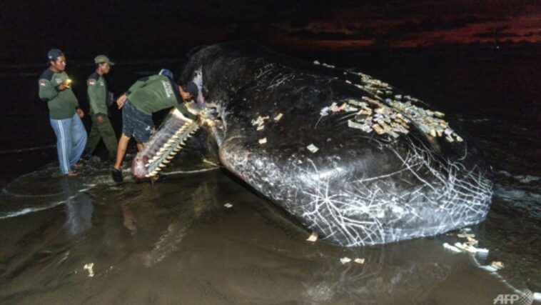 Tercera ballena masiva en un mes va a la playa y muere en Bali