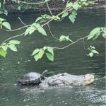 El fotógrafo de vida silvestre Jef Henninger capturó el encuentro inusual el lunes mientras caminaba cerca de un estanque en Tampa mientras la pareja disfrutaba de un momento de tranquilidad mientras nadaban en armonía a través del agua. =