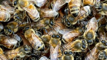 Vea: Enjambre de abejas interrumpe evento de PGA en México