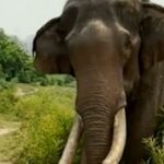 Apareció un video en línea que muestra a una mujer en un bosque indio no identificado provocando a un elefante a través de algunas plantas con un plátano, antes de que el elefante la ataque.