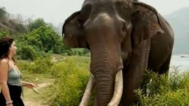 Apareció un video en línea que muestra a una mujer en un bosque indio no identificado provocando a un elefante a través de algunas plantas con un plátano, antes de que el elefante la ataque.