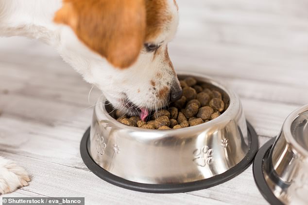 Los alimentos crudos para perros de moda pueden ser venenosos para los perros porque contienen dosis peligrosas de metales tóxicos, advierten los expertos.  Las cantidades de plomo excedieron el límite seguro en el 77 por ciento de las tres muestras de alimentos analizadas (imagen de archivo)