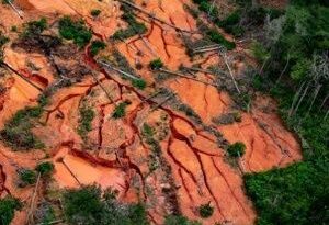 Brasil: La deforestación de la selva amazónica cayó un 67,9 % en abril