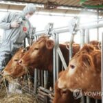 S. Korea confirms first foot-and-mouth disease cases in 4 years