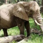 Malaika the elephant. (Supplied by Cheyenne Mountain Zoo)
