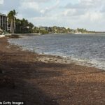 Enormes cantidades de algas marinas están apareciendo en las playas de Florida y pueden transportar patógenos que causan una afección conocida como
