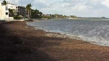 Enormes cantidades de algas marinas están apareciendo en las playas de Florida y pueden transportar patógenos que causan una afección conocida como