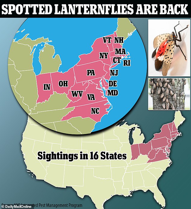 Las moscas linterna manchadas están DE VUELTA: 16 estados de EE. UU. informan avistamientos del insecto asiático