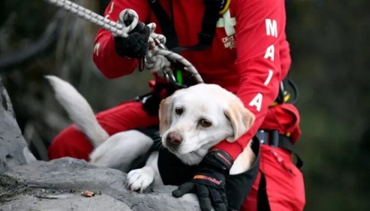 Los perros de rescate mexicanos siempre están listos para la próxima misión