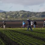 Migrantes mexicanos denuncian red de 'esclavos modernos' en Canadá