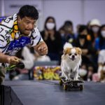 El dueño de Hunter lo suelta por una rampa en una patineta durante la competencia Pet Expo de Tailandia