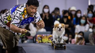 El dueño de Hunter lo suelta por una rampa en una patineta durante la competencia Pet Expo de Tailandia