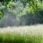 Alerta de polen de hierba más alta emitida en toda Alemania