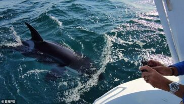 En la foto, una orca ataca el yate de Dieter Peschkes frente a la Península Ibérica en 2021.