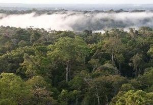 Brasil anuncia plan para descarbonizar la Amazonía