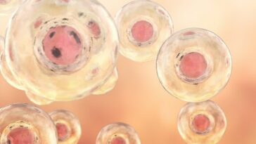 La estructura sintética fue creada a partir de células madre humanas sin necesidad de óvulos, espermatozoides o fertilización (foto de archivo)