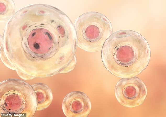 La estructura sintética fue creada a partir de células madre humanas sin necesidad de óvulos, espermatozoides o fertilización (foto de archivo)