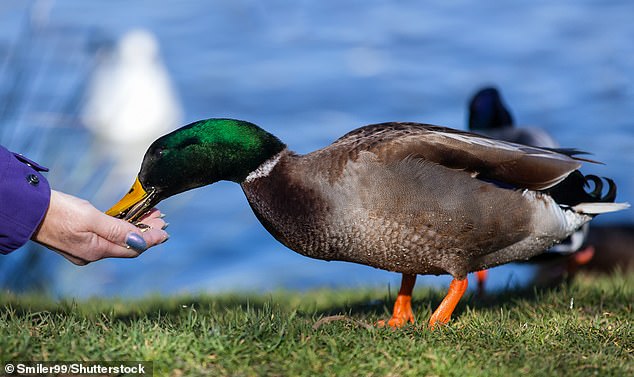 Alimentar a los patos ha sido durante mucho tiempo una tradición preciada para las familias, pero el distrito londinense de Harrow quiere poner fin a esto en un parque público (foto de archivo)