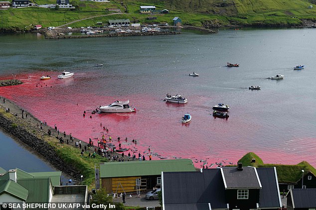 El mar se ha vuelto rojo de sangre después de que los isleños de las Islas Feroe mataran ballenas piloto una vez más ayer.