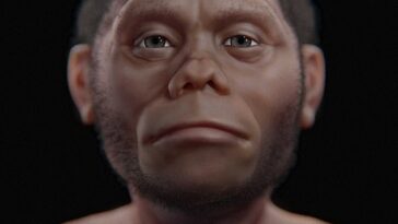 El Homo floresiensis, una especie extinta de humanos apodada el 'Hobbit', fue descubierto en 2003, cuando se encontró su esqueleto en una cueva en la isla de Flores, Indonesia.